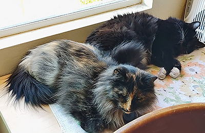 Rosie (tortoiseshell) and Midnight (tuxedo)